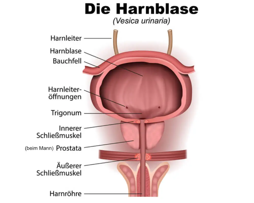 Schaubild Harnblase