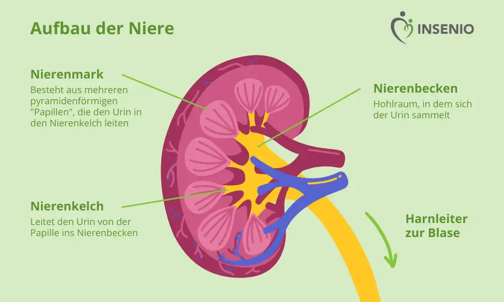 Infografik Aufbau Niere